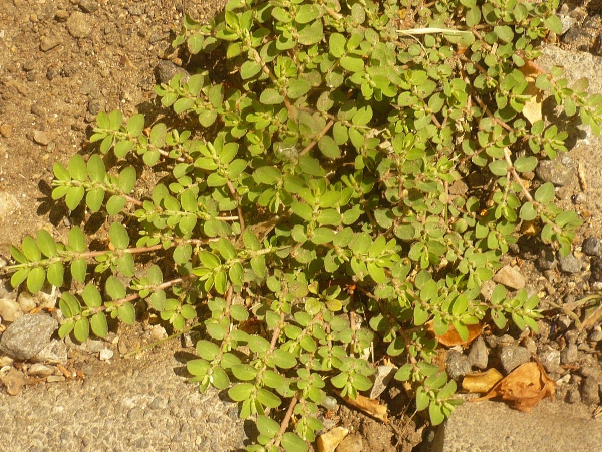 Euphorbia chamaesyce subsp. chamaecyse (Euphorbiaceae)